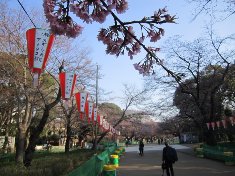 上野恩賜公園早咲の桜