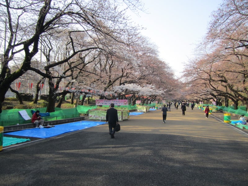 上野恩賜公園の桜まだ少し早目