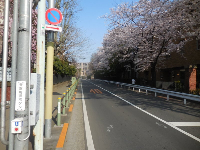 東京芸術大学の桜並木