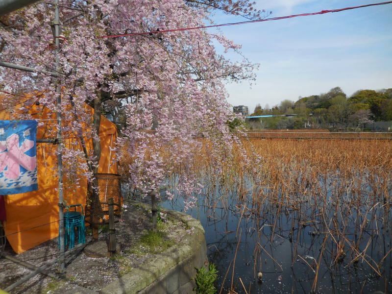 遅咲きのしだれ桜2015上野公園