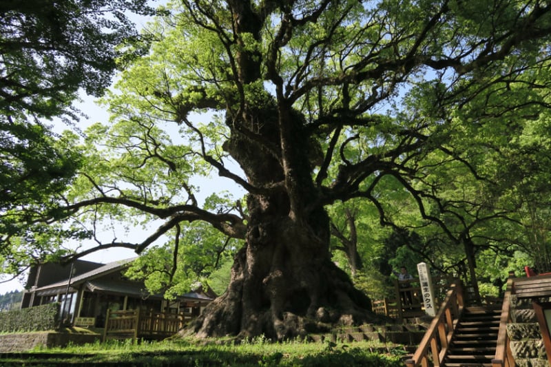 日本一の巨樹と蒲生八幡神社