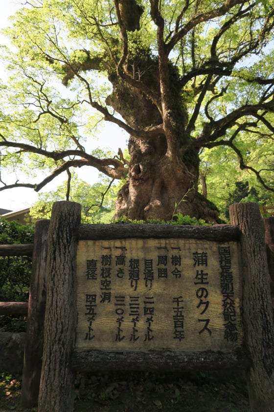 日本一の巨樹　樹齢１５００年