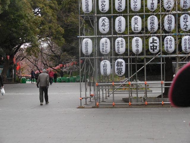 平成28年3月26日朝上野公園の桜