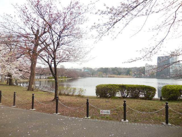 ３月３０日(平成２８年)朝の不忍池の桜