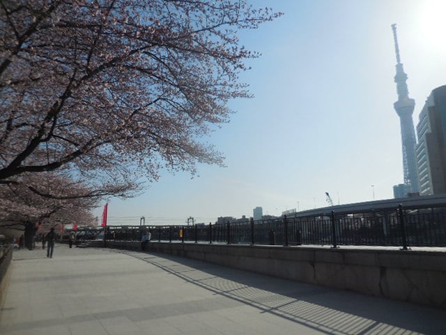 平成28年3月31日朝隅田公園の桜