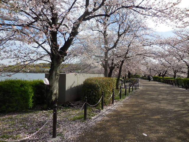 散り際は潔く　武士道の精神を表す桜