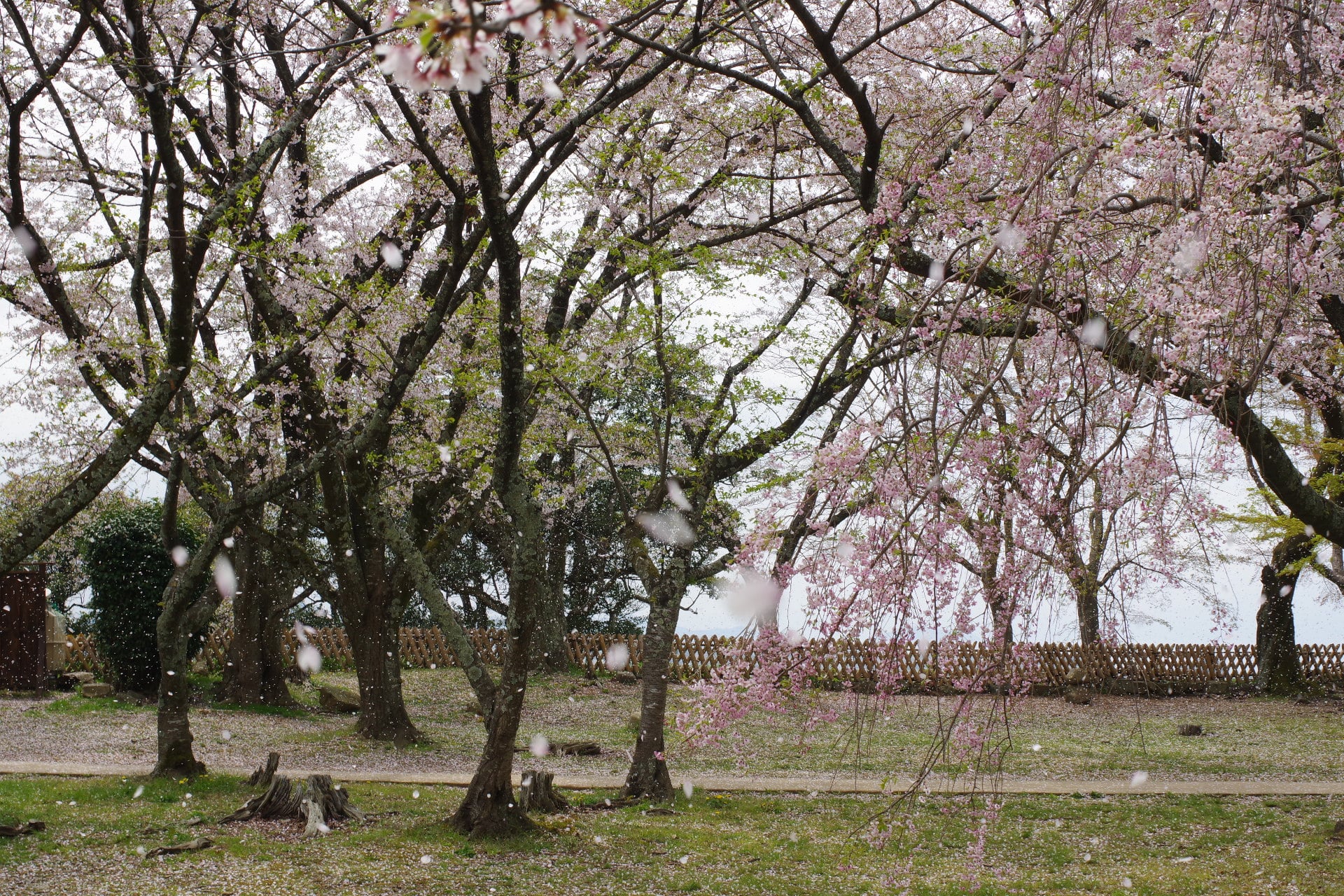 彦根城の桜吹雪